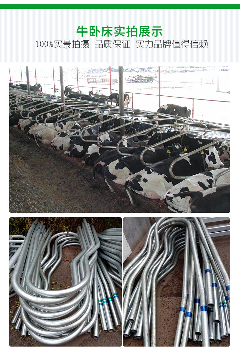 牛卧栏 奶牛定位栏永富金通养殖场设备机械弹簧单体双体牛卧床