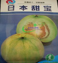 米可多 日本甜宝种子10克装 超甜甜瓜香瓜 早熟耐温热