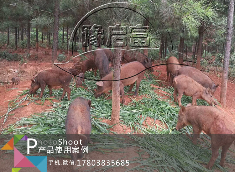 動(dòng)物飲水保健液養(yǎng)豬