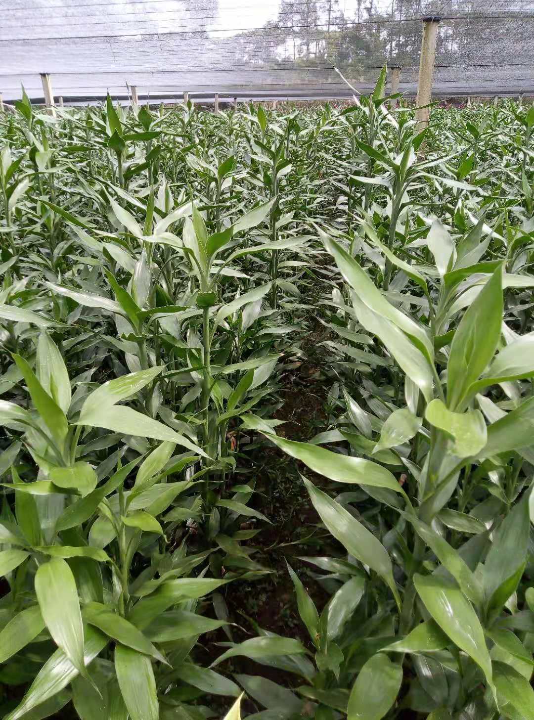 海南产地直销水培植物基地大量批发大竹大青竹大号富贵竹