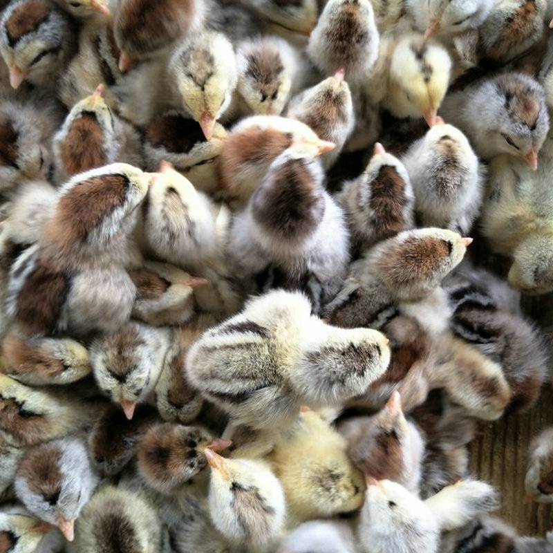 鸡苗孵化场直供珍珠鸡苗 散养鸡 生态健康珍珠鸡苗 小鸡苗批发