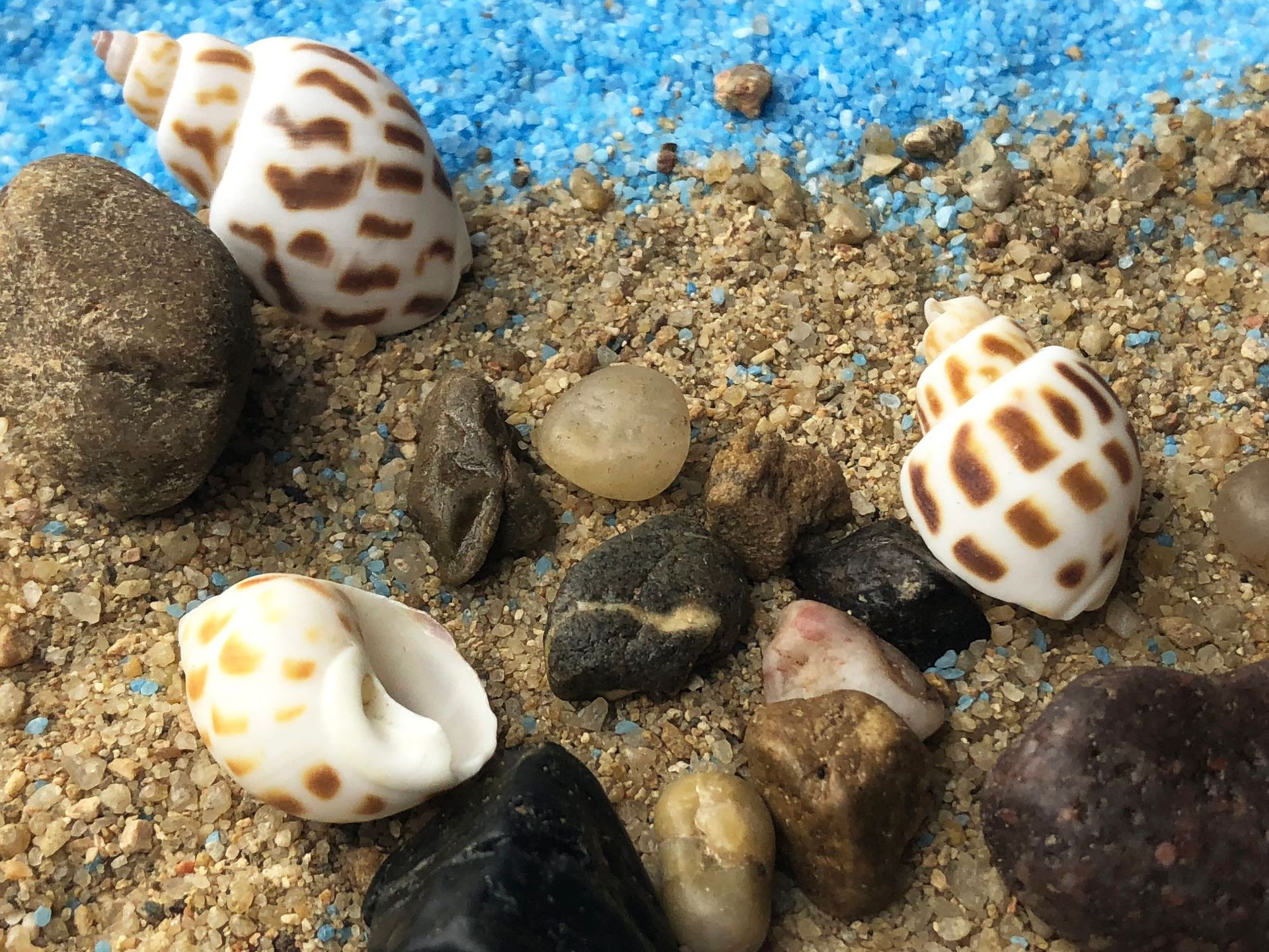 微景观天然海螺贝壳 寄居蟹替换壳 鱼缸底饰 东风螺花点螺