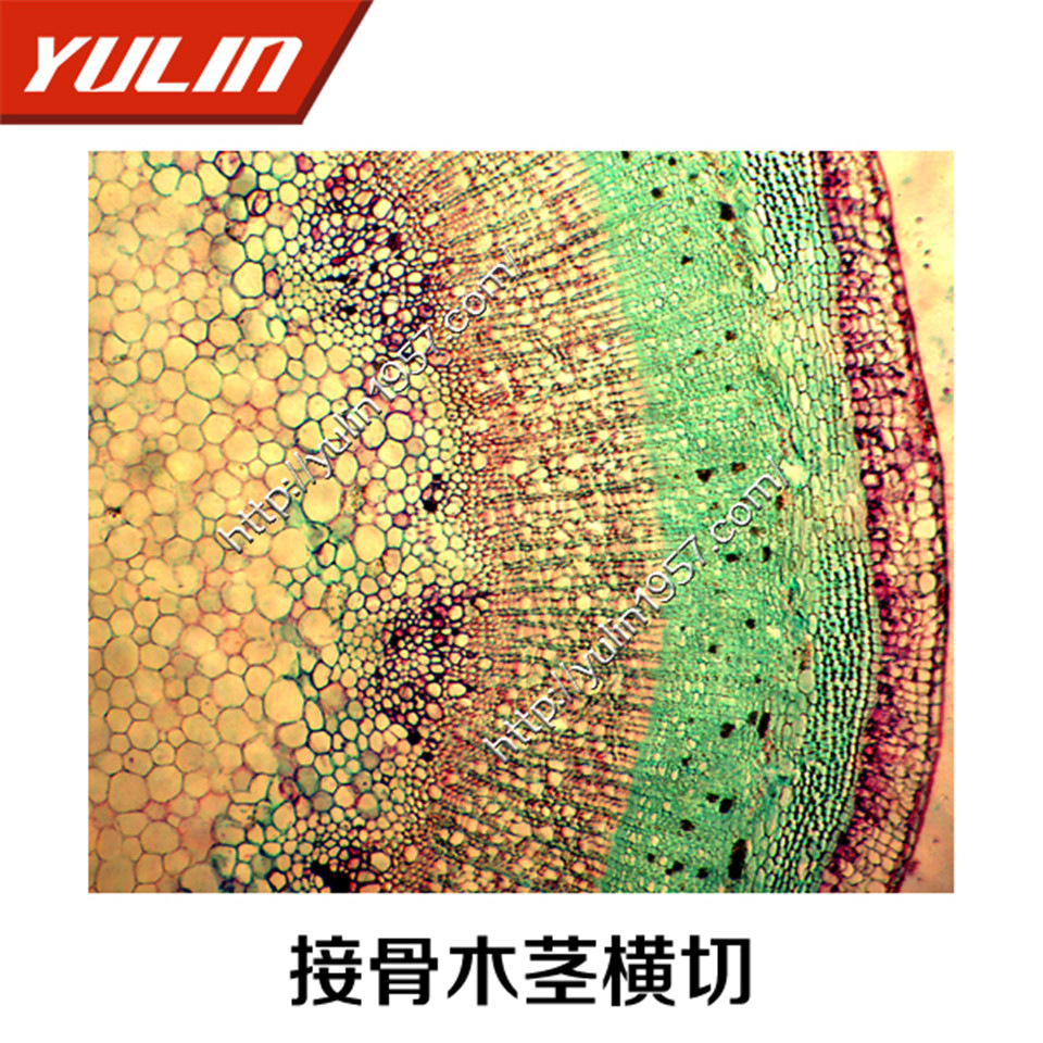 生物学显微镜切片标本河南雨林生物实验接骨木茎横切