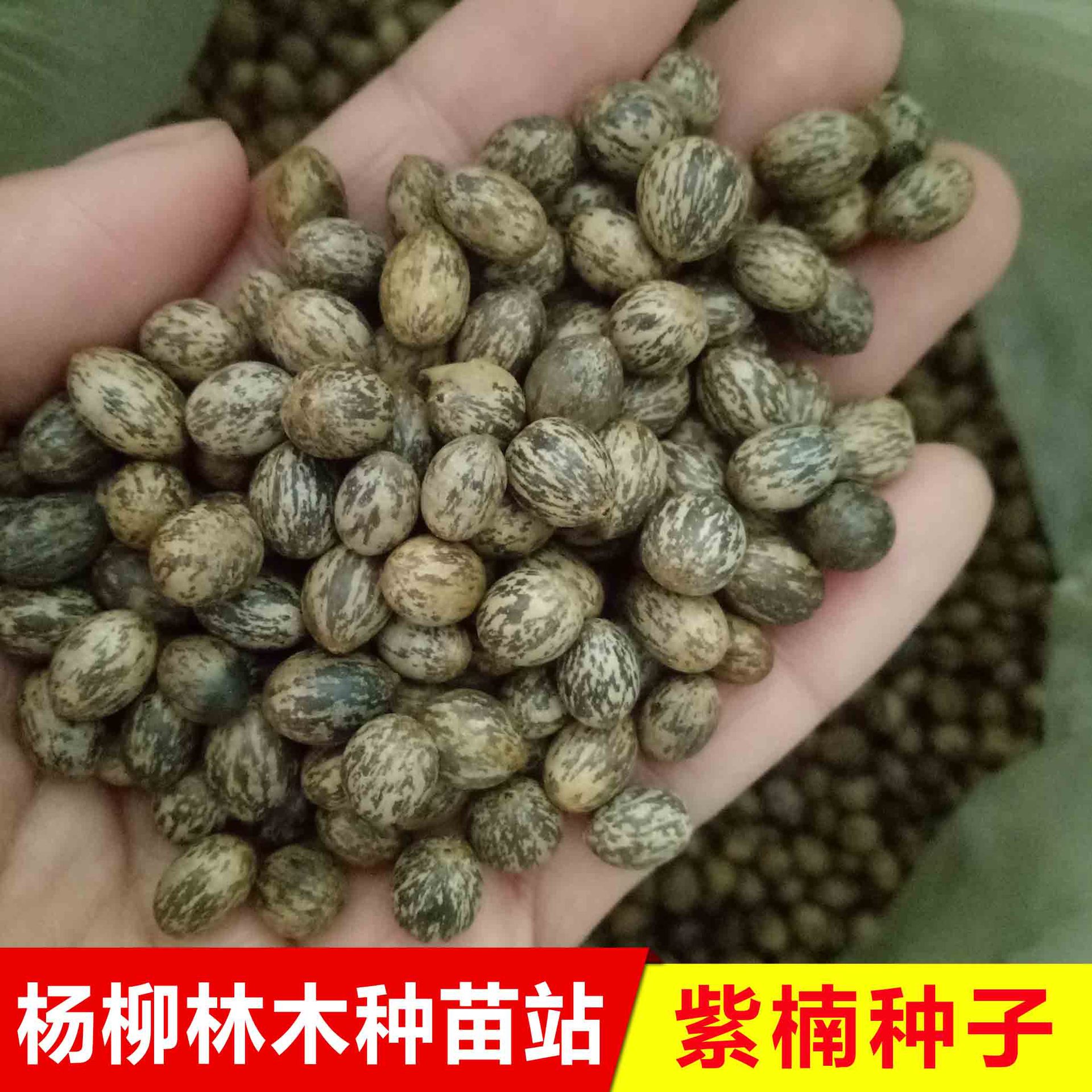 供应闽楠种子 紫楠种子 浙江楠 金丝楠 小叶桢楠 各种楠木种子