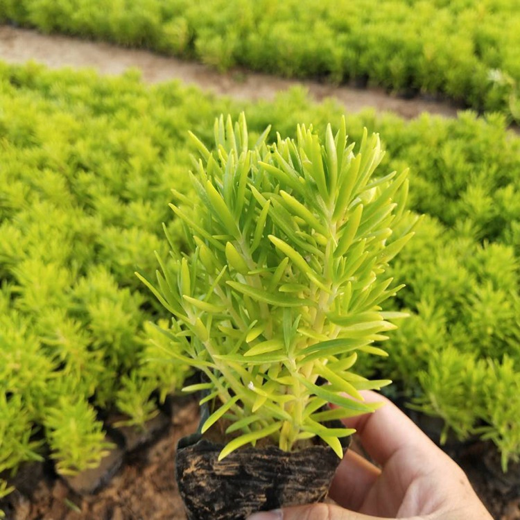 铁指甲地被植物绿叶佛甲草屋顶绿化植被 楼顶绿化佛指草青叶基地