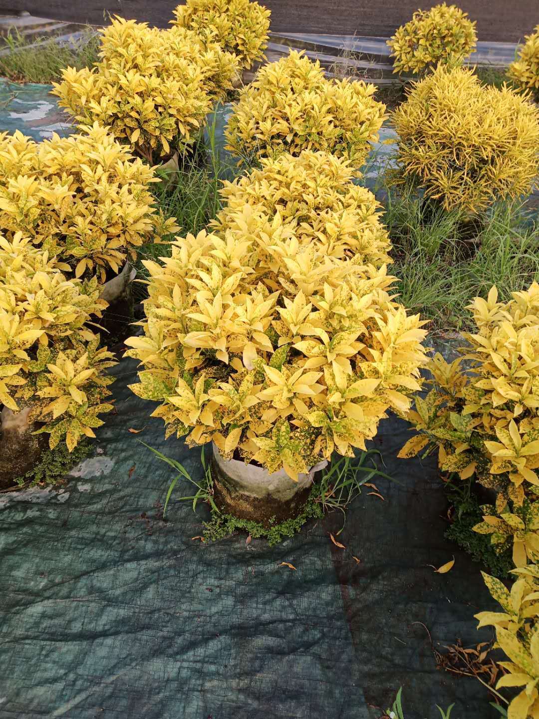 浙江洒金珊瑚球高质量苗浙江扦插洒金珊瑚球