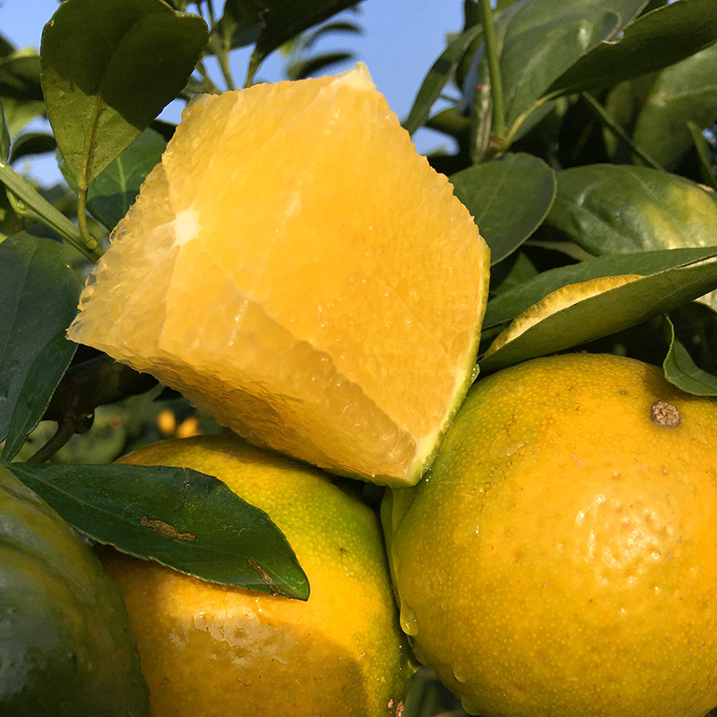 现货广西皇帝柑新鲜贡柑新鲜热带水果手剥皮桔子橘子多汁一件代发