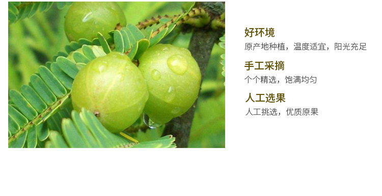 滇橄榄干100g小袋零食休闲食品云南大理橄榄干鲜果风味酸甜可口