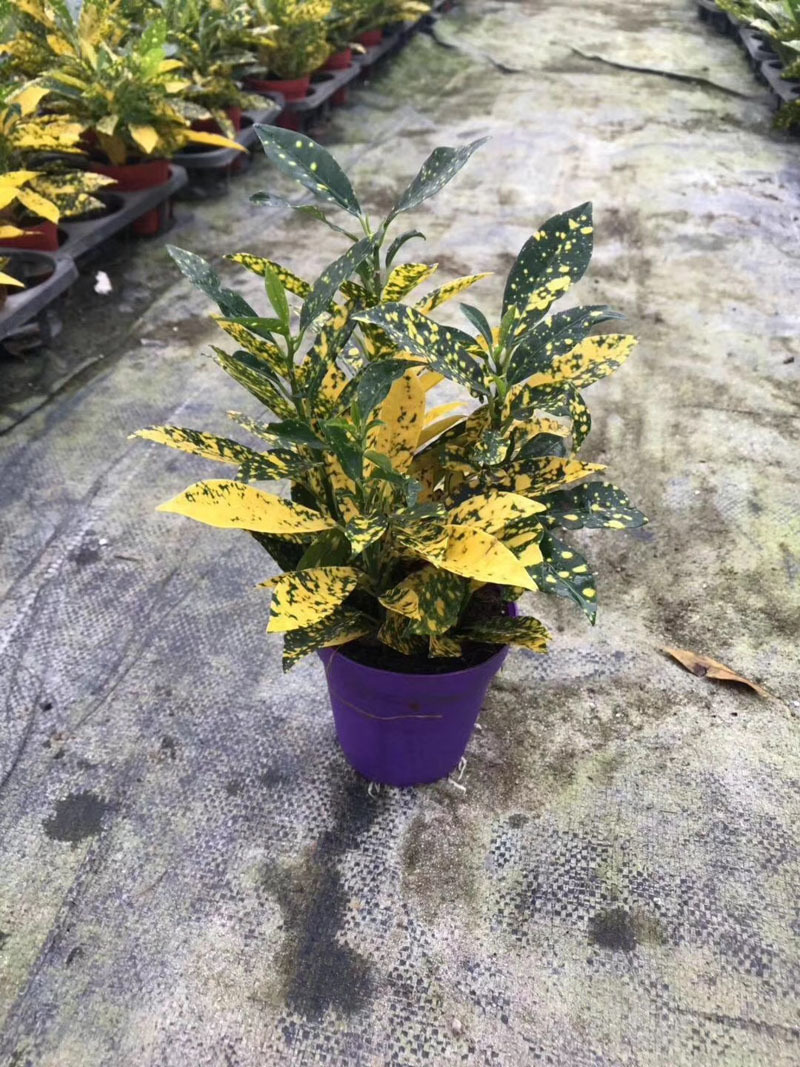 植物小盆栽_观叶植物小盆栽 星点木 净化空气绿植(a90)洒金 - 阿里巴