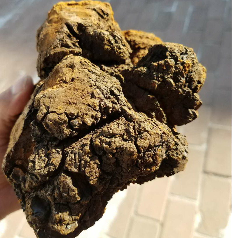 批发散装东北桦树泪桦树茸桦褐孔菌免费打粉现货批发一斤以上大块