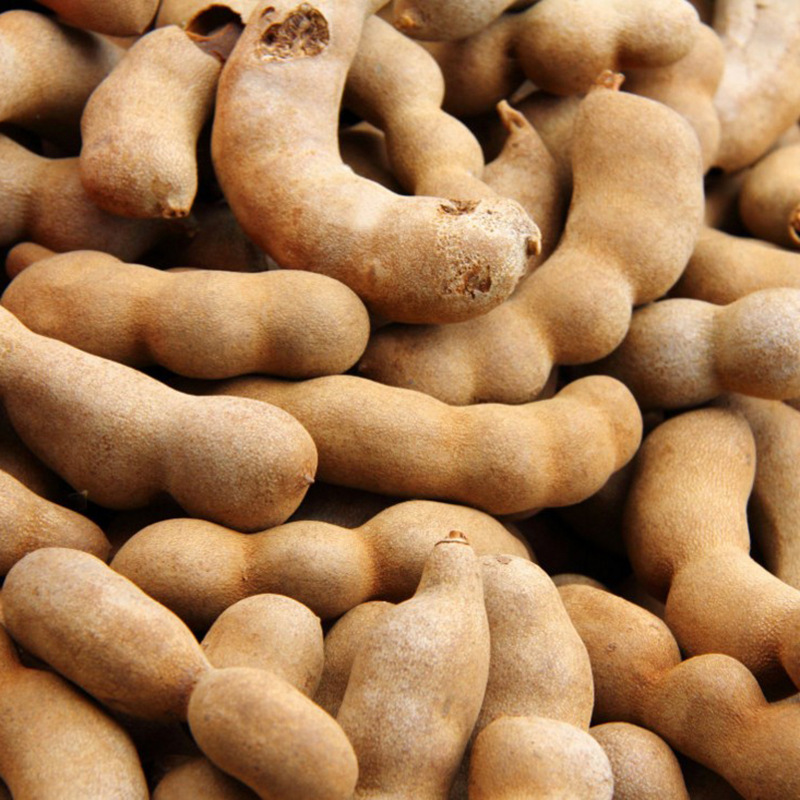 散装酸角种子 酸豆 罗望子酸梅 酸角树种子 甜角种子 果树种子