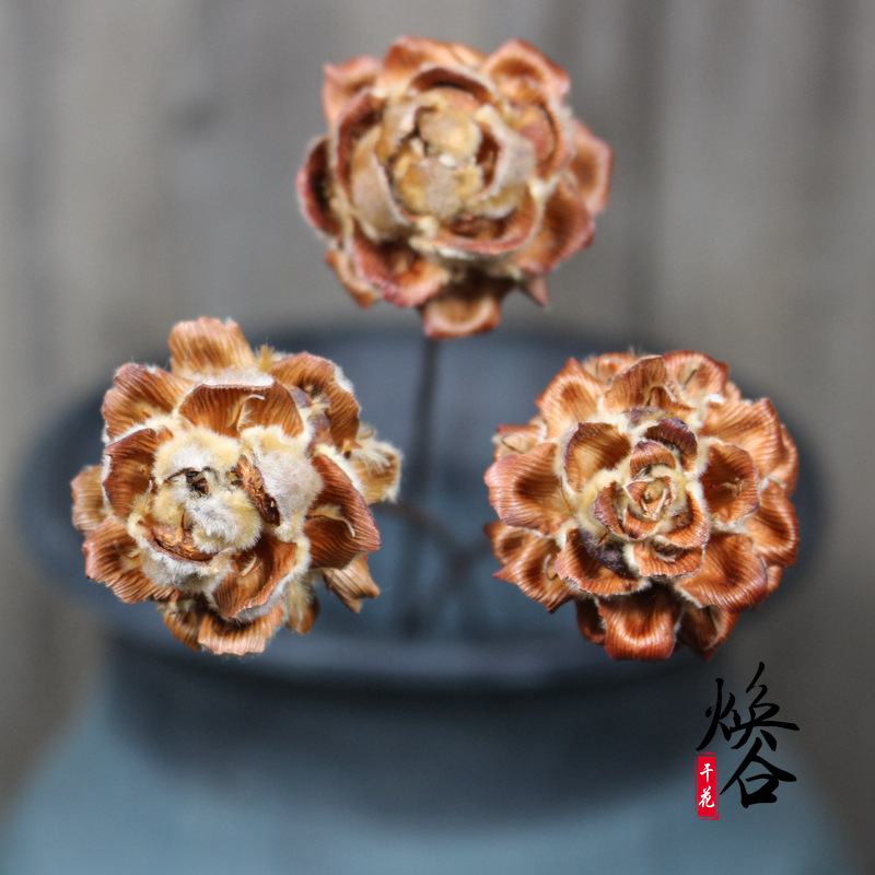 黑木莲 干花干果 复古艺术干花软装装饰批发