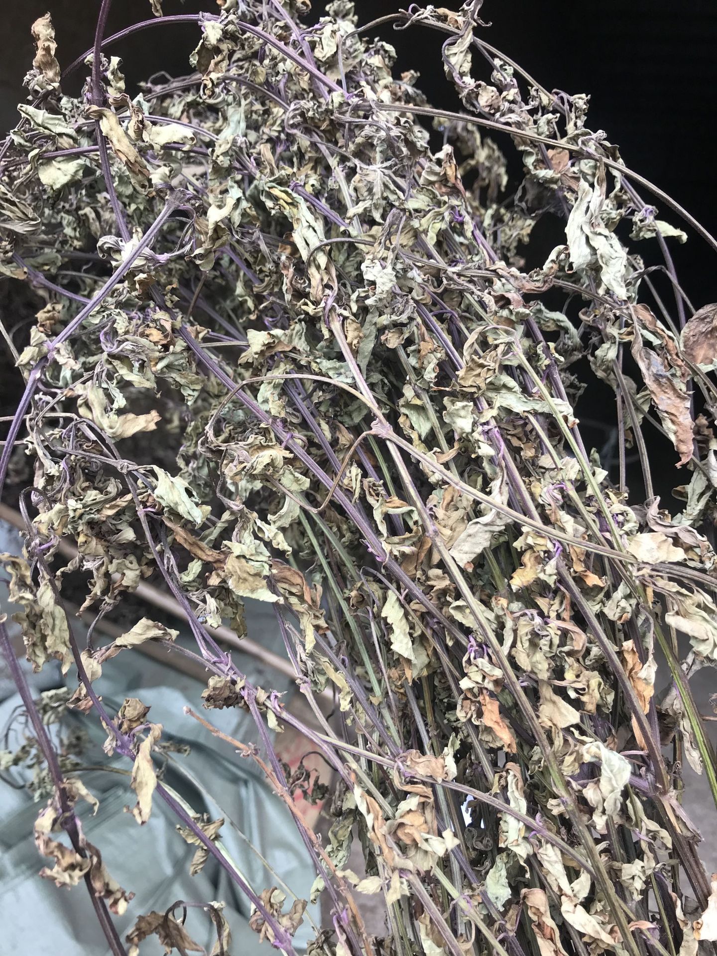 猫须草茶 肾茶 化石草 自产自销 洗肾茶