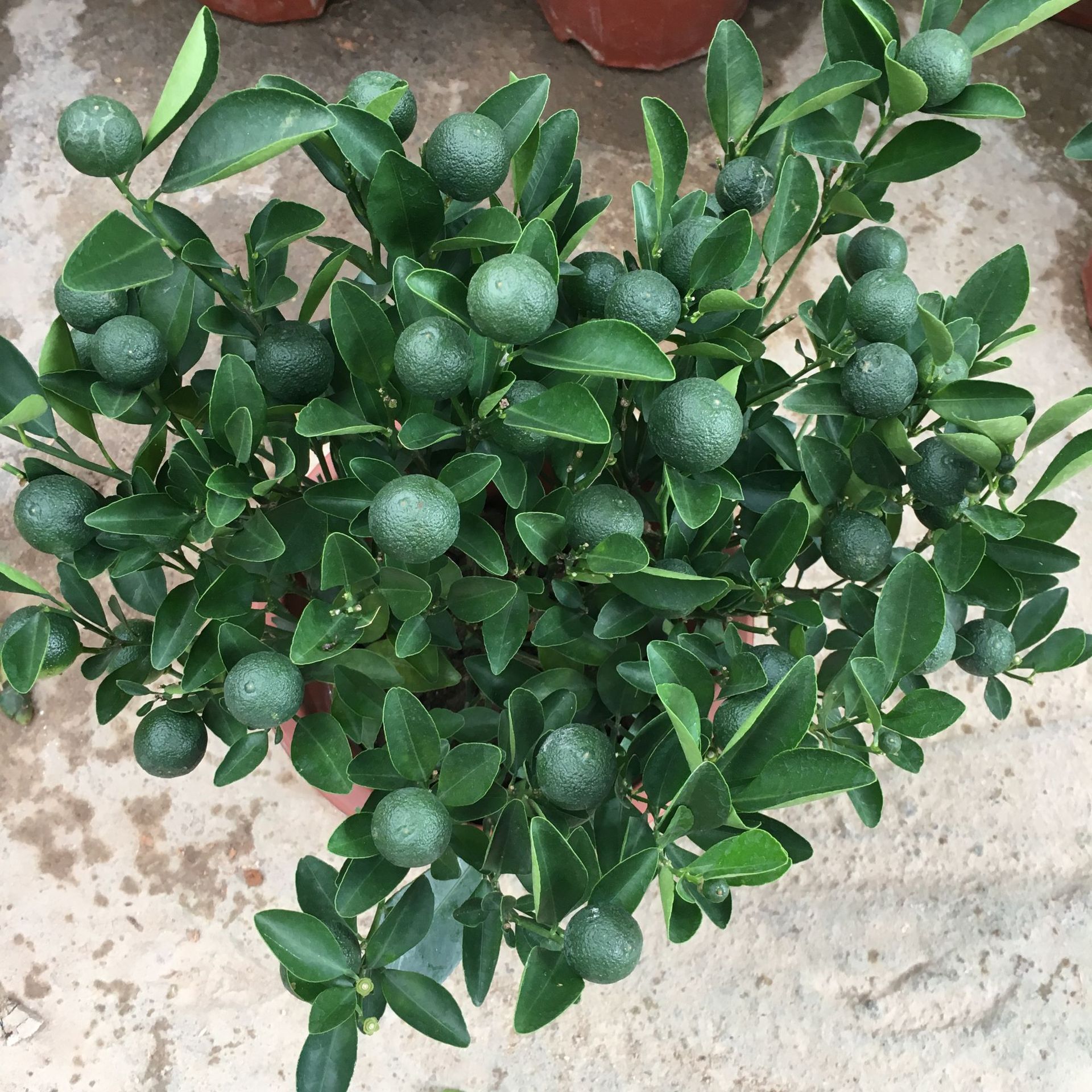 供应金桔盆栽橘子树春节送礼客厅办公室摆设四季常青招财树带