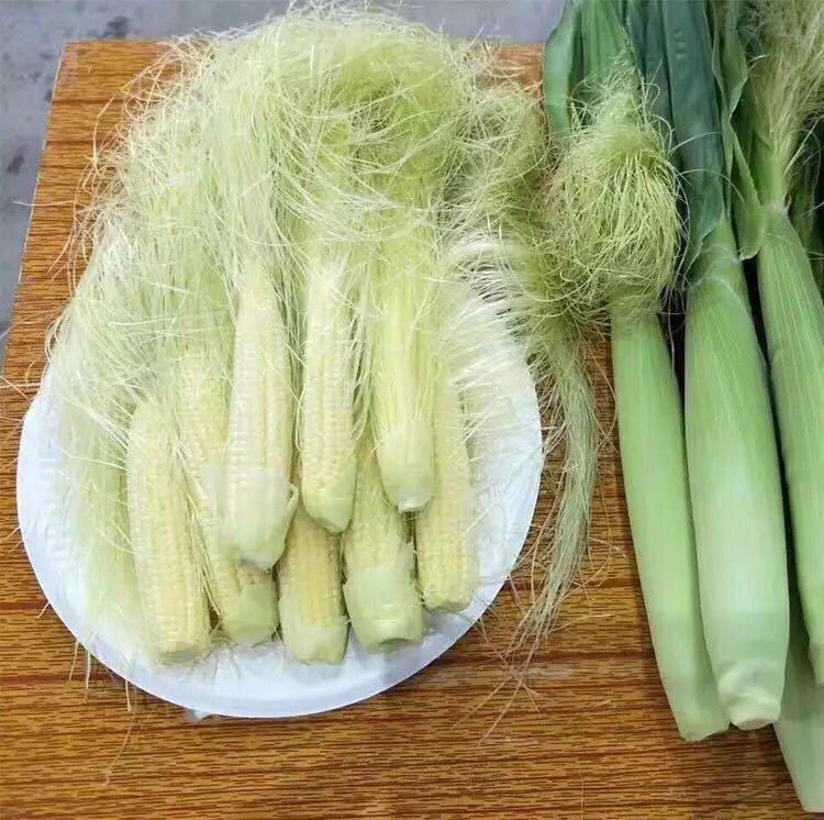 微商货源玉米笋5斤装 新鲜水果蔬菜 口感甜脆鲜嫩可口珍珠笋批发