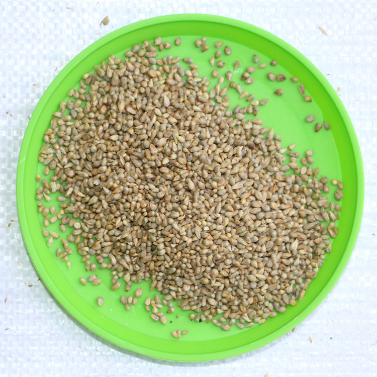 基地直销牧草种子 狼尾草种子 台湾甜象草种子 产量高