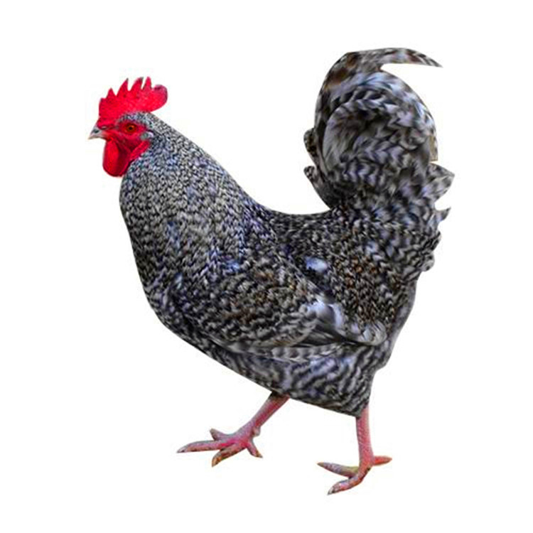 散养纯种芦花鸡-鸡苗有售-全国发货-可空运
