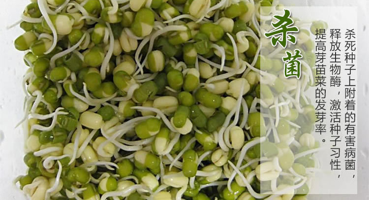 芽苗菜营养作用