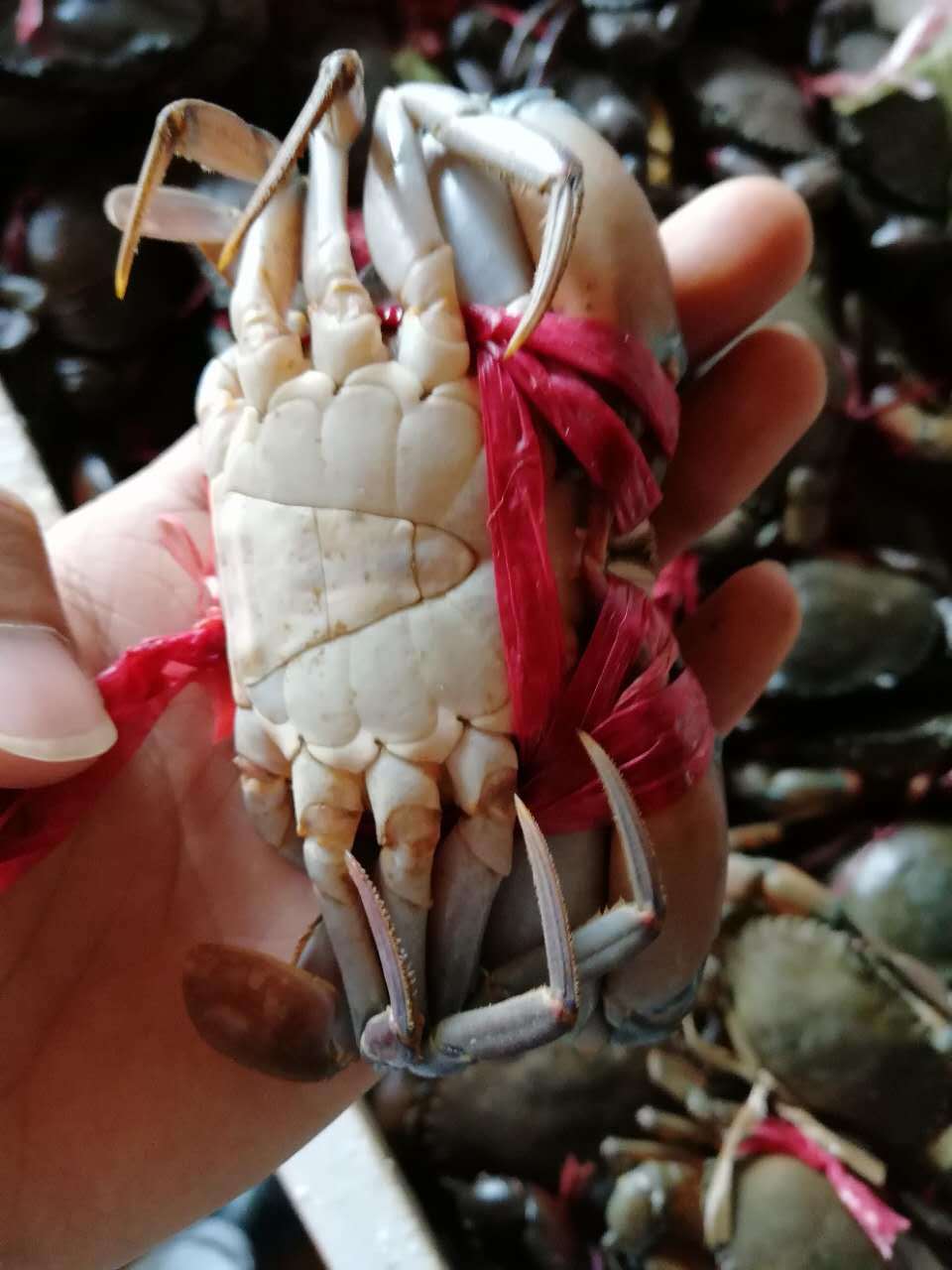 缅甸进口螃蟹鲜活 肉蟹 孟加拉蟹 香辣蟹 迷踪蟹 青蟹 原产地直销