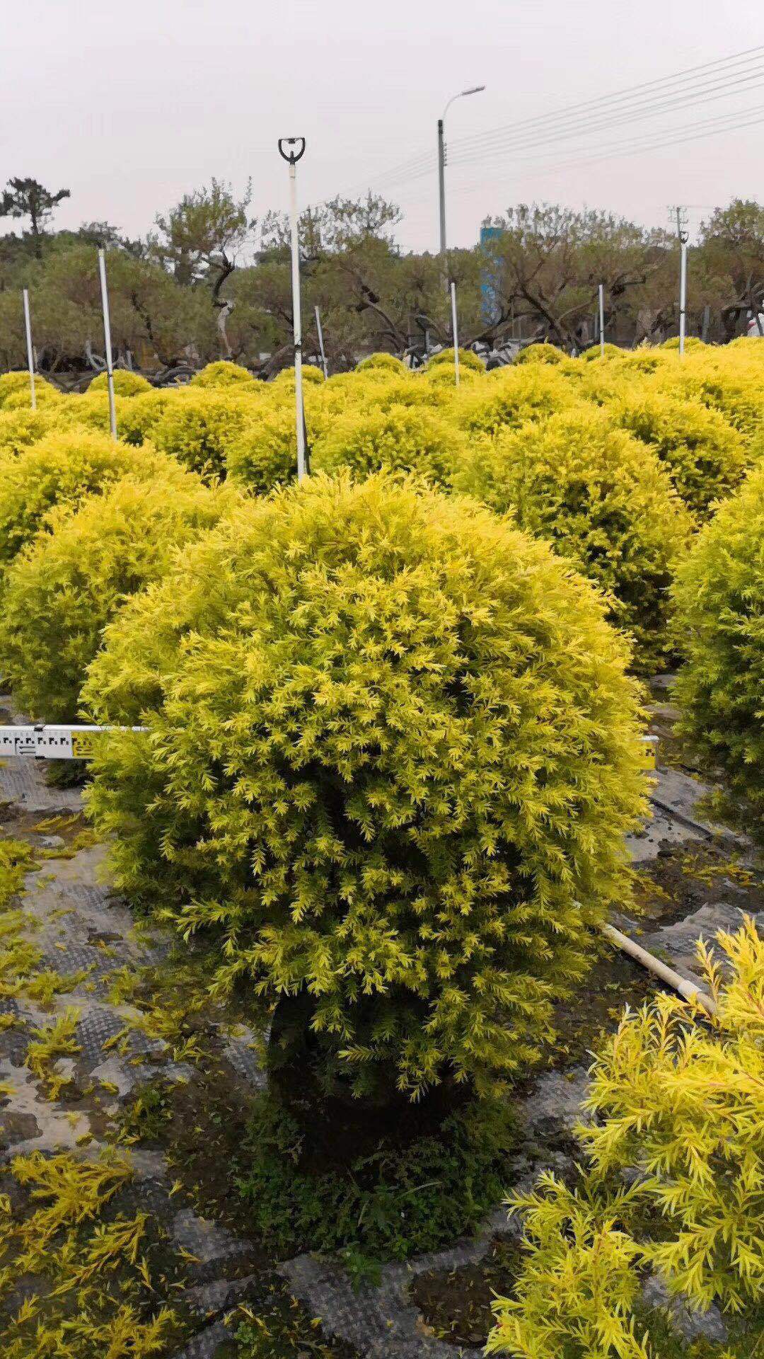 黄金香柳球价格亲民,袋苗假植黄金香柳球颜色灿烂