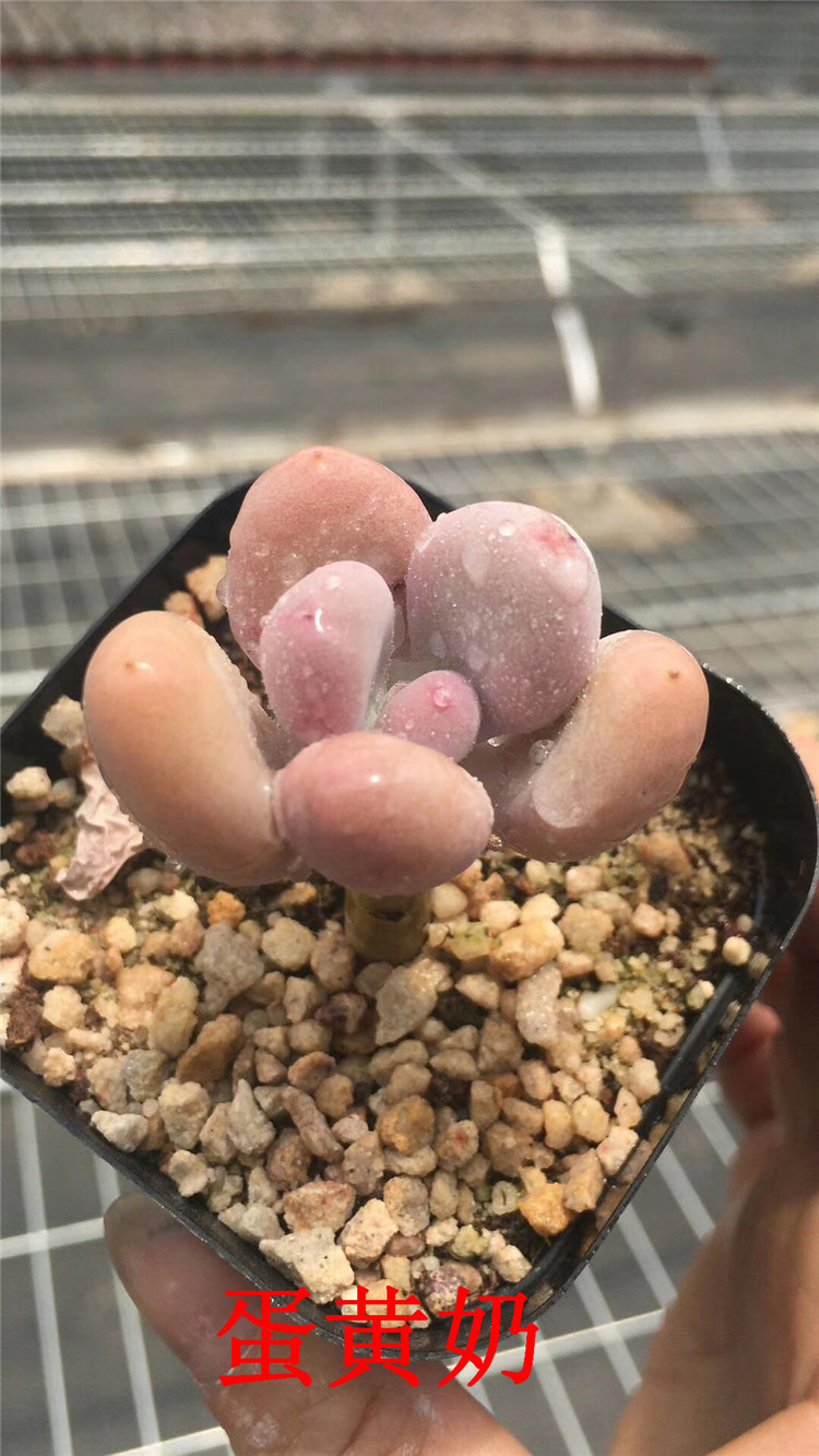 159多肉植物大棚限时批发 蛋黄奶带桩子7cm盆多肉品种品相一流