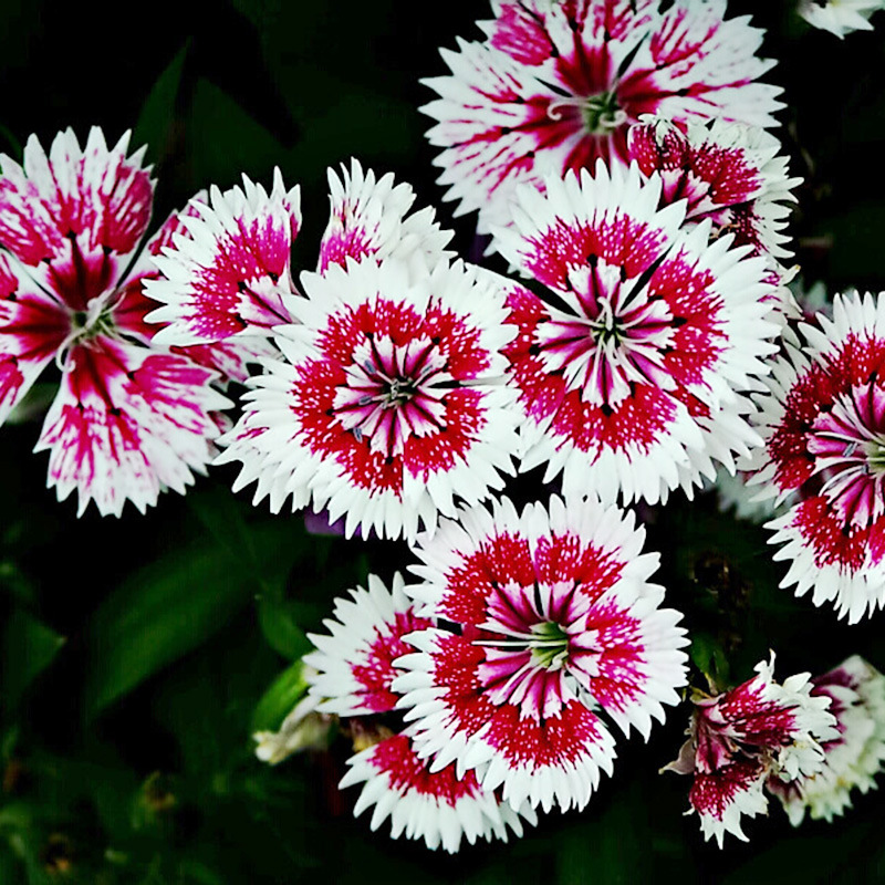 欧石竹初吻花种花籽五彩石竹花籽盆栽美国石竹欧石竹草坪常夏石竹