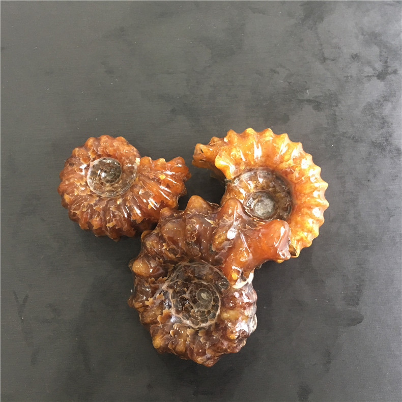 羊角螺把玩 马达加斯加羊角螺摆件 海螺化石