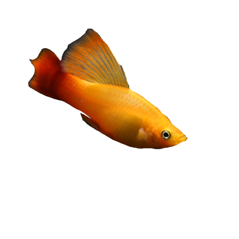 金牡丹鱼活体热带观赏鱼 胎生鱼上海渔场直销包活 水族世界