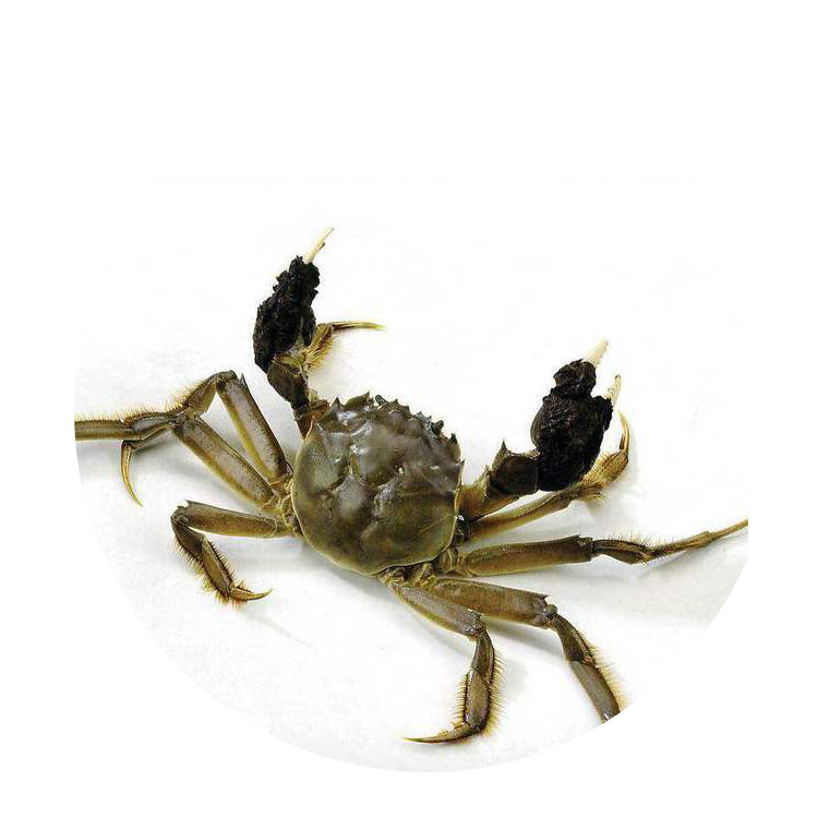 鲜活大闸蟹自产自销打捞2.两全公混批可一件代发量大价优