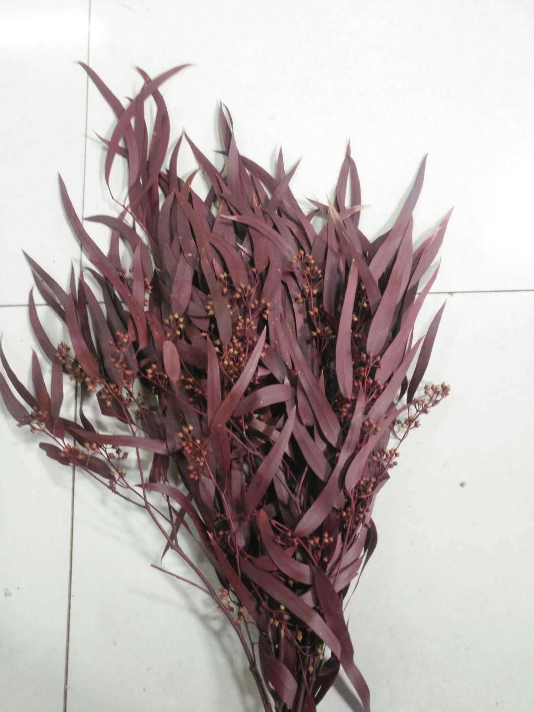 永生小米果叶 小米果叶 叶材