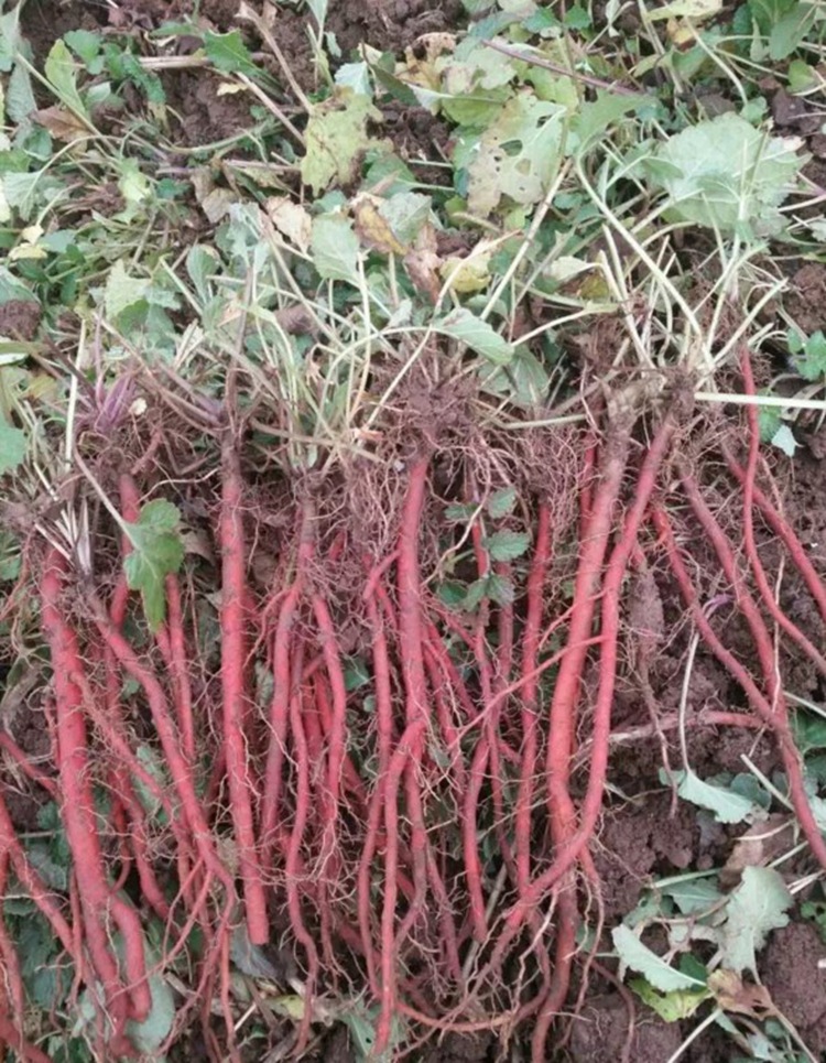 丹参种子 赤参 新采药材种子红丹参 红根血参根 紫丹参种子 易种