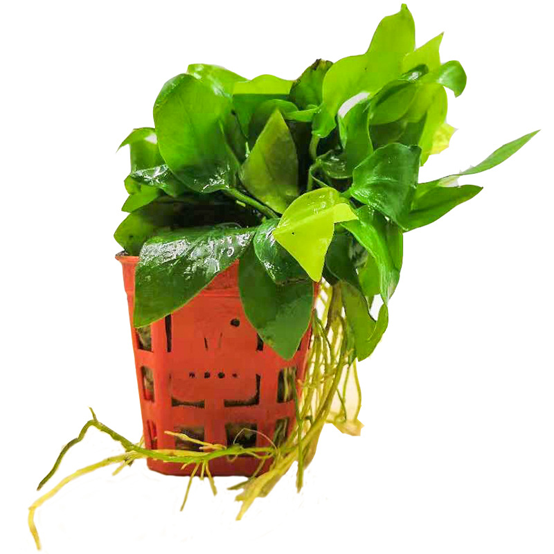 水榕水草活体黄金水榕金钱榕懒人造景淡水植物四季水下水草批发
