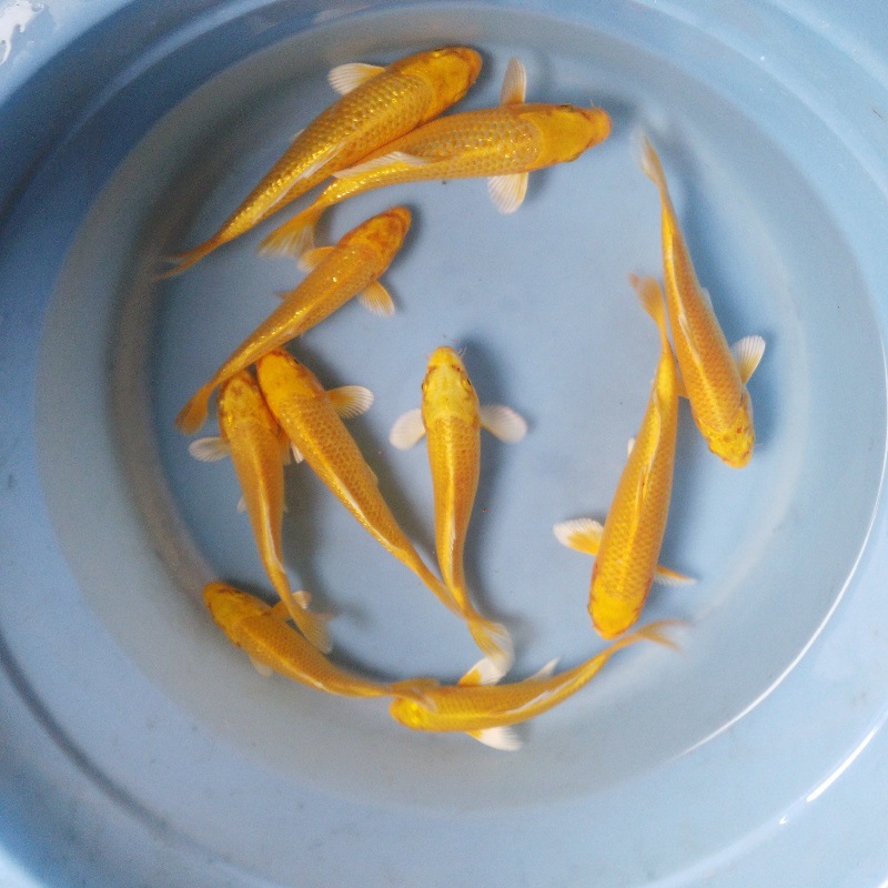黄金色小锦鲤鱼广场公园室外摆摊放生鱼冷水淡水观赏鱼活体批发