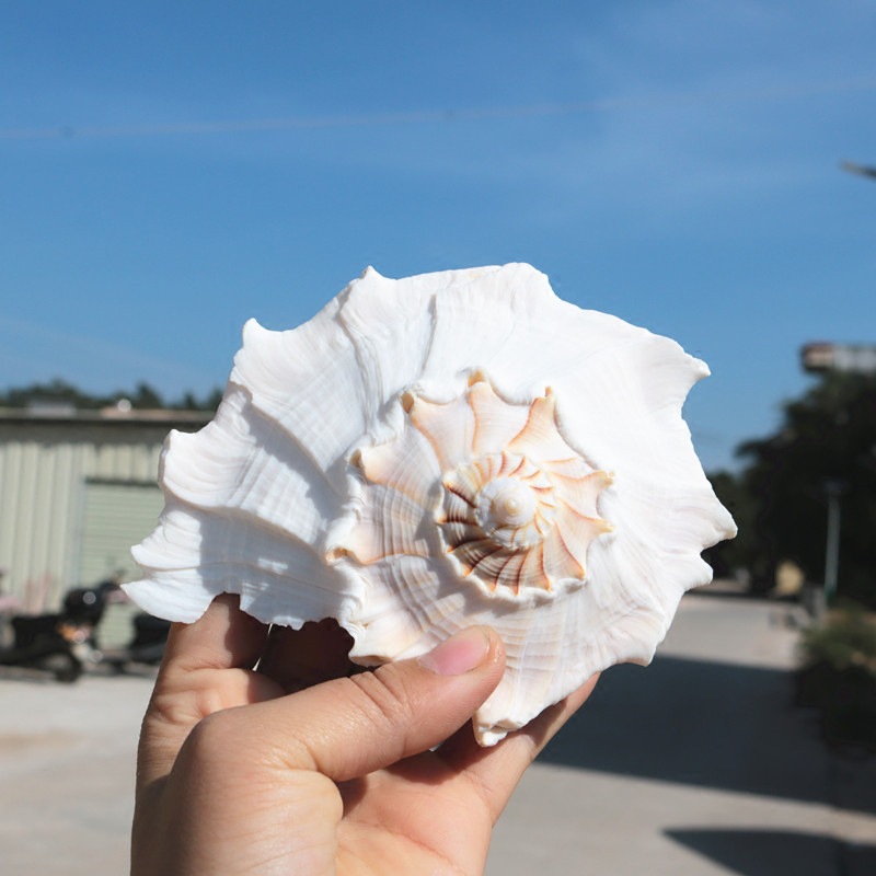 天然左旋香螺 转运助财/佛教供奉 超大海螺 稀缺海洋标本 实物图