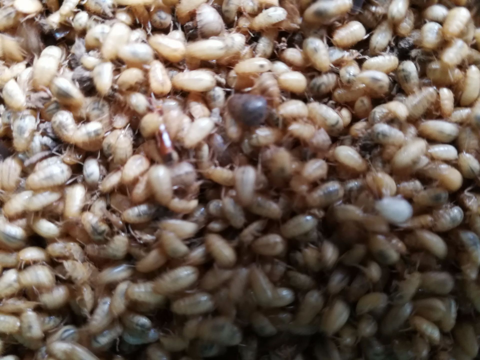 供应土元种(幼虫)芝麻虫 绿豆虫 黄豆虫 土苗地鳖虫幼虫种苗