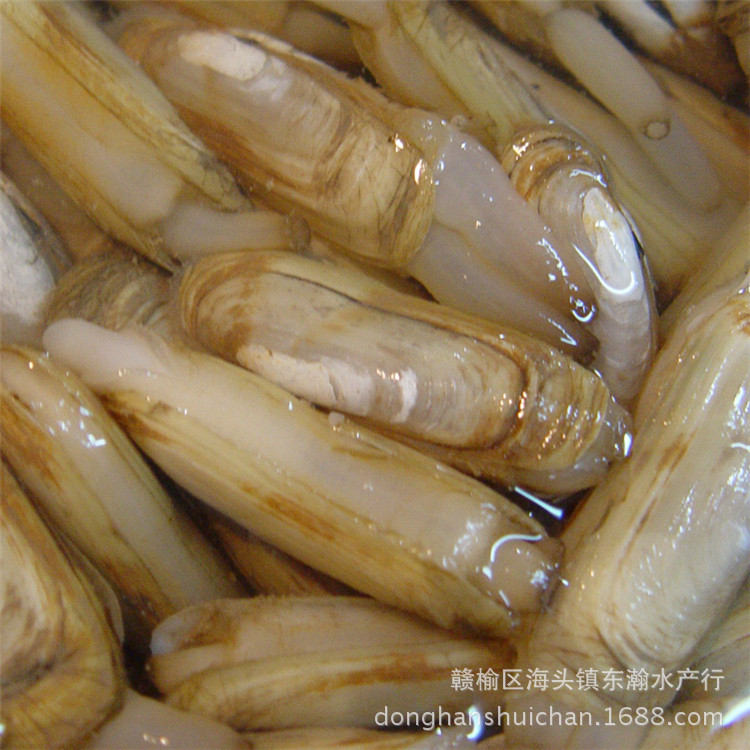 蛏子 鲜活双头蛏 海鲜贝类批发产地直供餐饮酒店海鲜