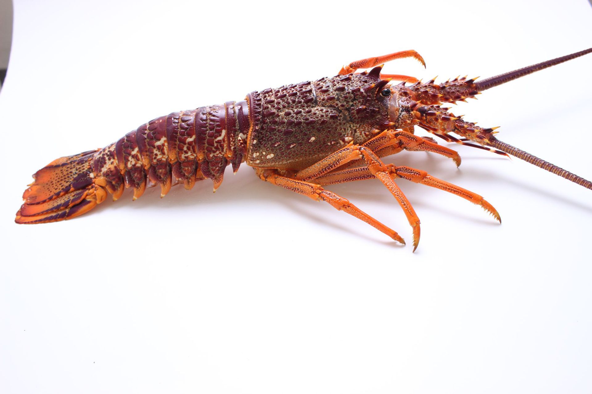 产地直发澳洲进口深海龙虾 鲜活捕捞酒店家居食材大龙虾750克