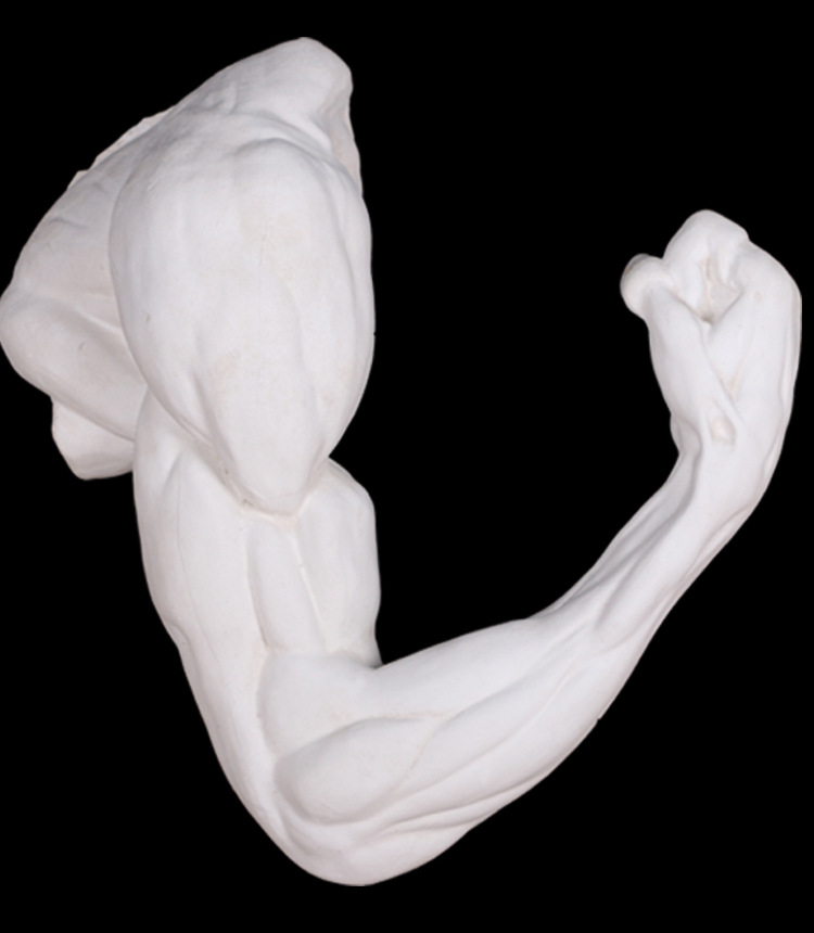 解剖弯手臂石膏像石膏头像五官模型写生教具美术用品艺考素描用品