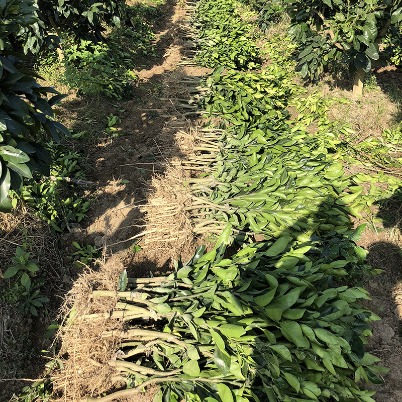 台湾三红蜜柚葡萄柚 西柚 红心葡萄柚子苗 红心红肉西柚苗果树苗