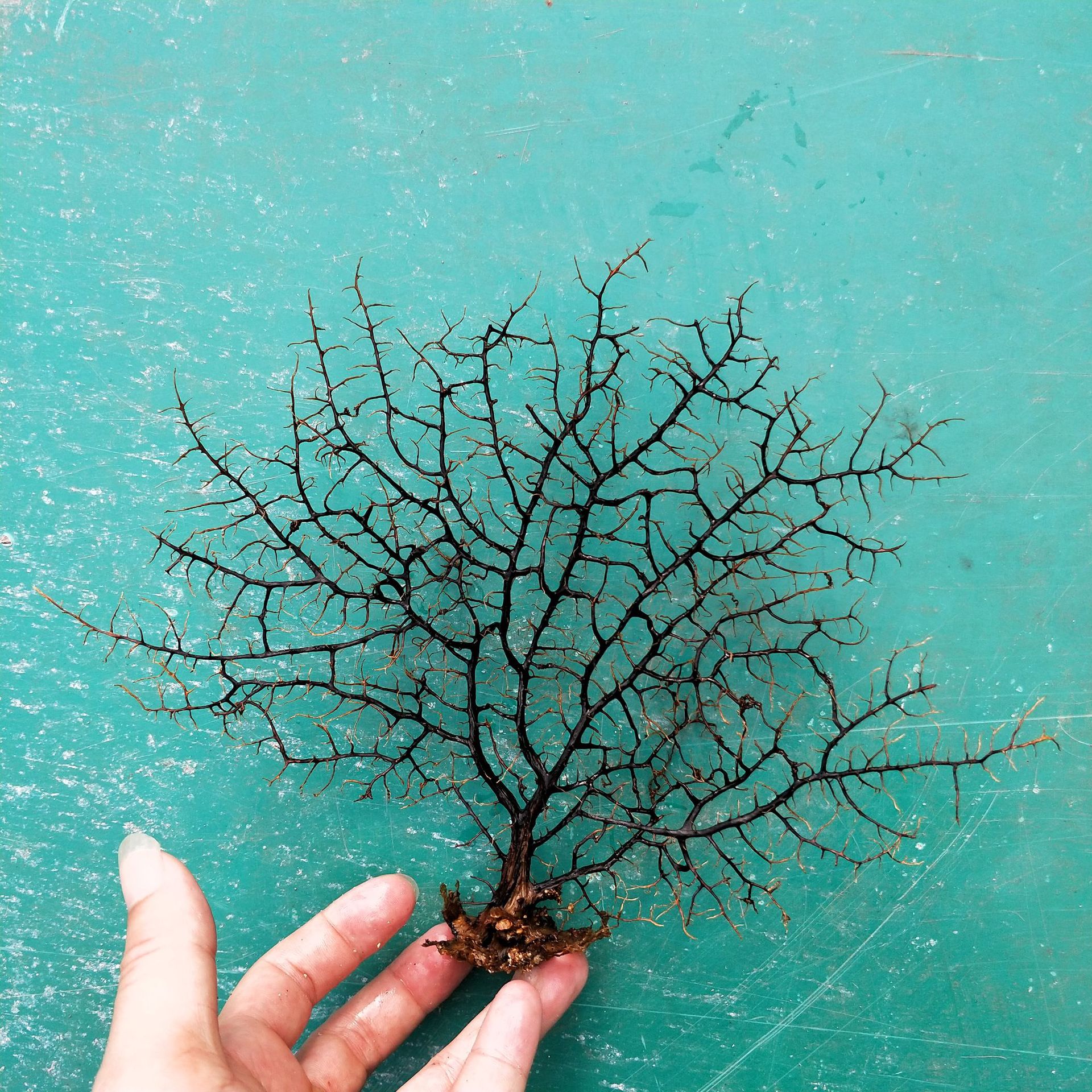 天然海树 菲律宾海铁树 天然贝壳海螺 微景观工艺批发 画框海树