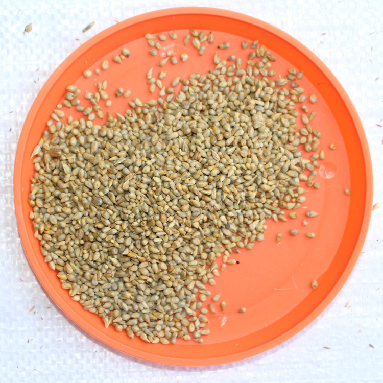 基地直销牧草种子 狼尾草种子 台湾甜象草种子 产量高