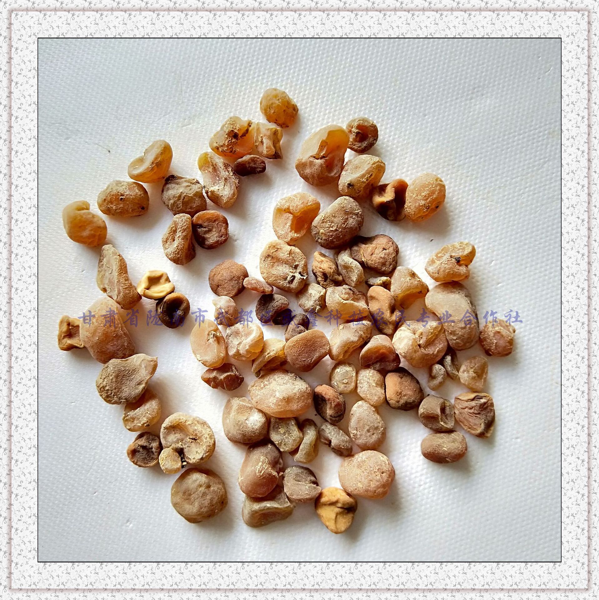 土贝母秦巴山区野外生长产地一手货源量大从优产地批发