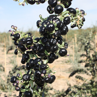 新鲜黑枸杞 大颗青海诺木洪正宗精选野生黑枸杞 黑枸杞散装批发