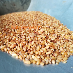 新货柏子仁  去壳无杂带壳柏子仁 柏子仁油预定 柏实 侧柏子