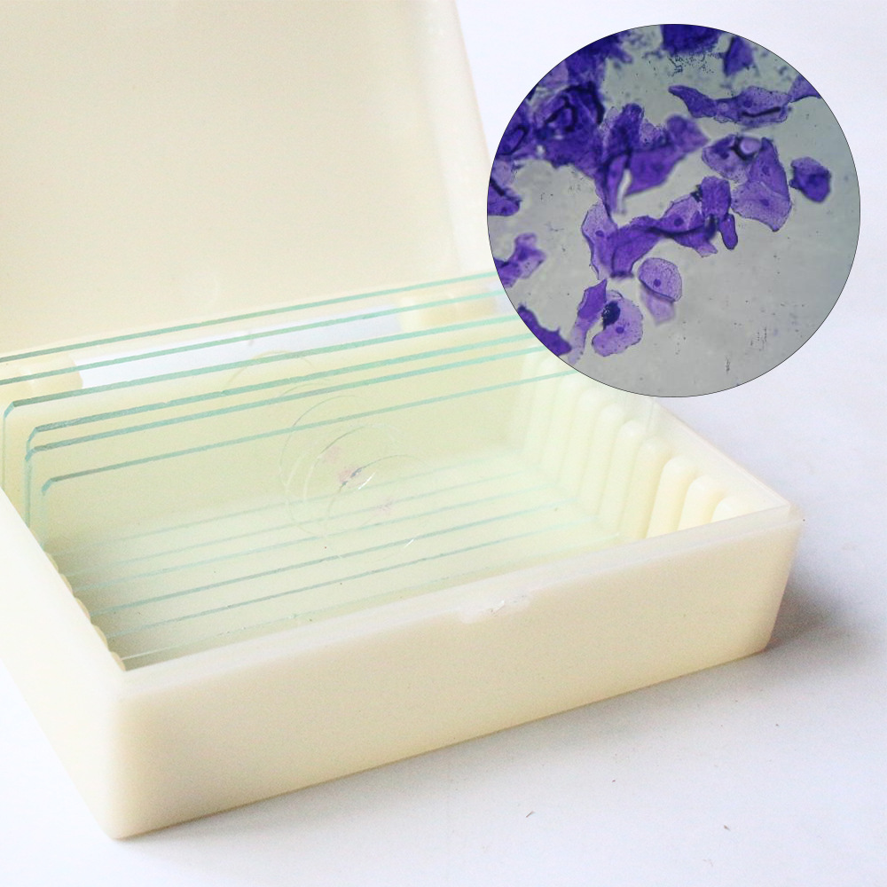 生物玻片标本实验切片显微镜玻片观察结构清晰口腔上皮生物切片