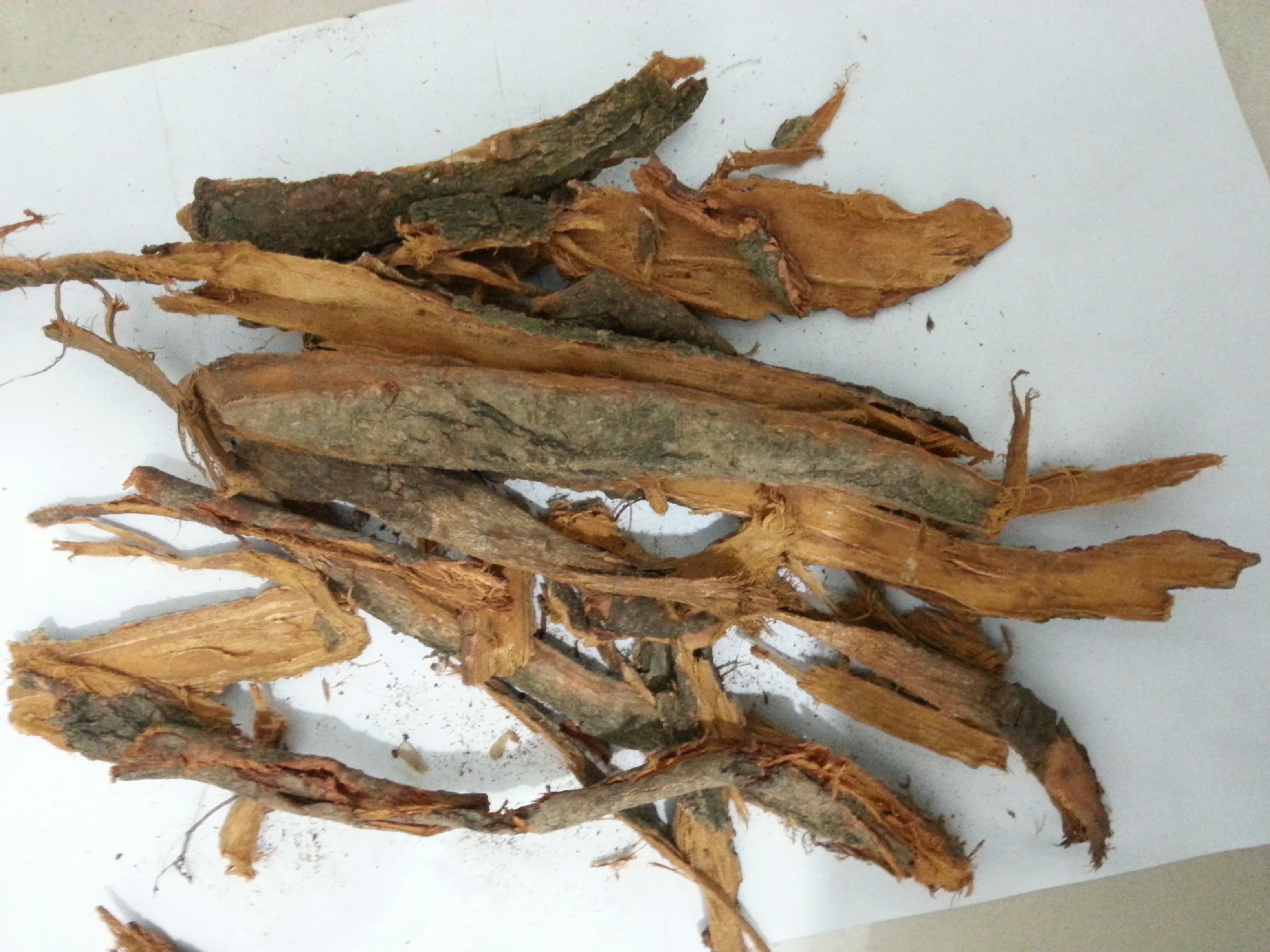 中药材李根白皮,甘李根白皮,山李子根,李子树根