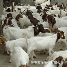 波尔山羊养殖出售  肉羊繁殖基地 常年出售波尔山羊肉羊