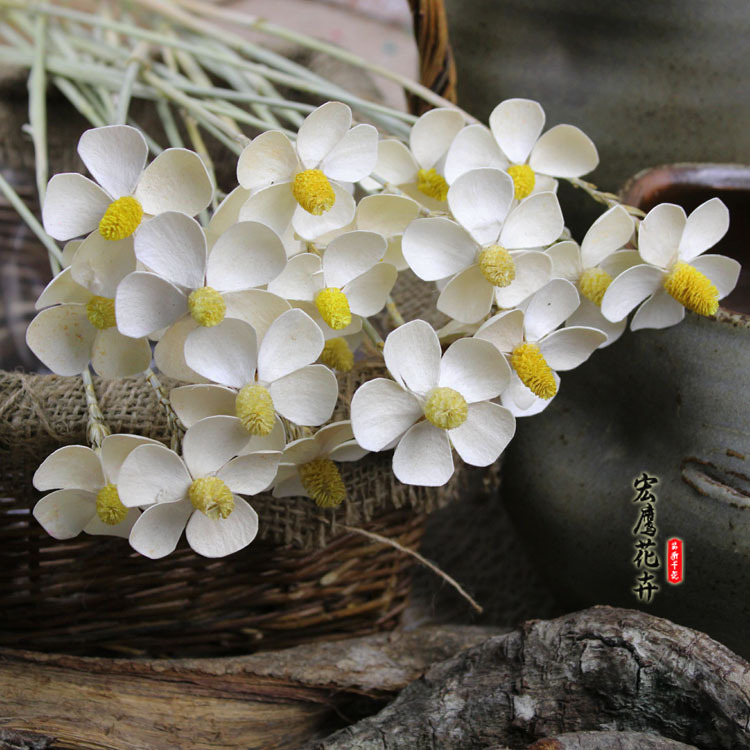 云南宏鹰花卉优质蝴蝶兰干花自然真花家居装饰鲜花基地直发