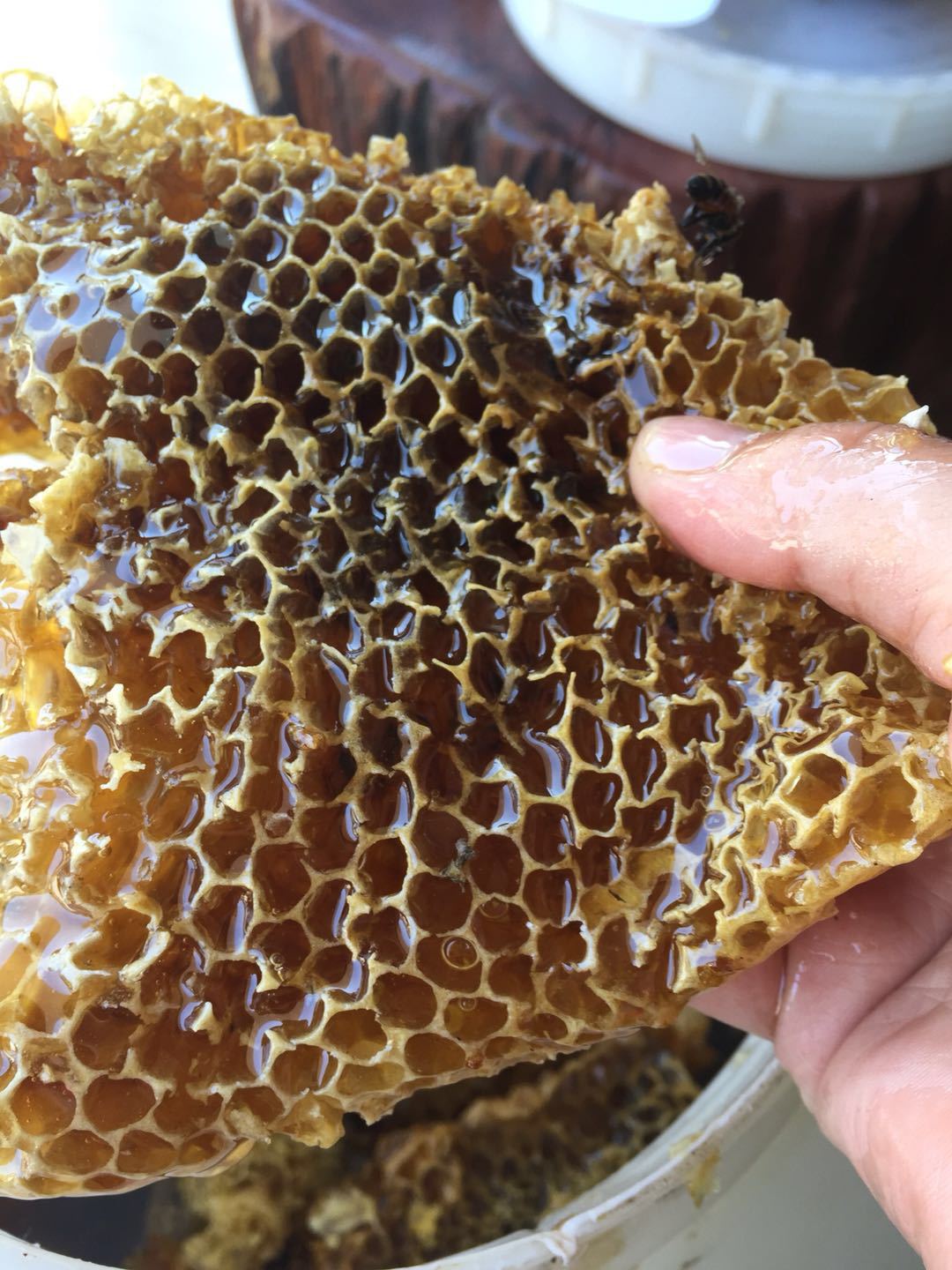 云南野生土蜂蜜 大排峰老巢岩蜂带蜂巢西双版纳天然17年春蜜批发