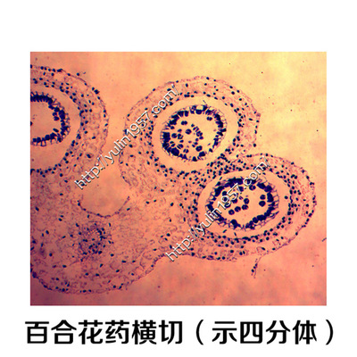 百合花药横切(示四分体)植物生物学切片标本 生物玻片 植物切